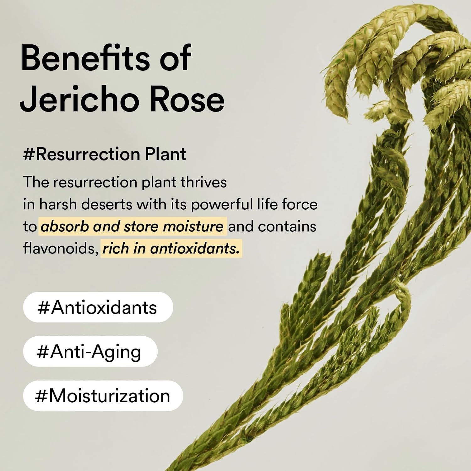 Abib Non-animal Collagen Eye Cream Jericho Rose Tube, 1.01 fl. oz.(30 mL), Anti-Aging Eye Cream with Bakuchiol, Caffeine, Niacinamide for Dark Circles, Puffiness, Wrinkles, Fine Lines, Korean Skincare(Non-animal Collagen* Eye Cream) - view 5